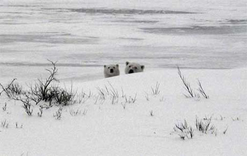 Polar Bears in Canada are a delight to travelers