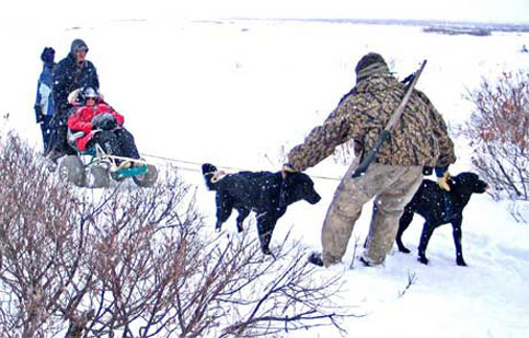 Travel by having dogs pull your wheel chair  during a snow storm in Canada