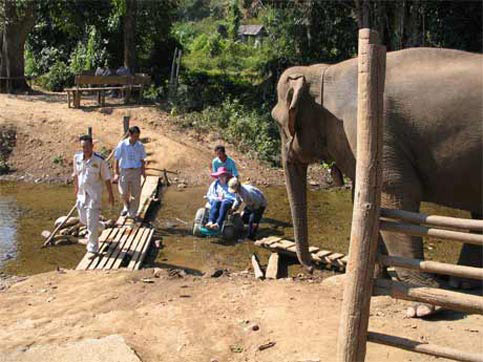 Elephants watch as Nancy travels across a creek in Thailand