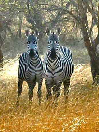 Travel Kenya - Disabled Travelers Guide - Zebras