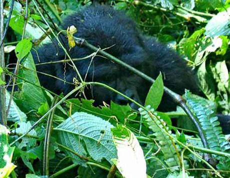 Travel Uganda - Disabled Travelers Guide - Silverback