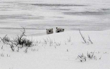 Polar Bears in Canada are a delight to travelers