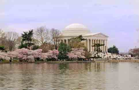 Cherry Blossom Time in Washington, D. C. 