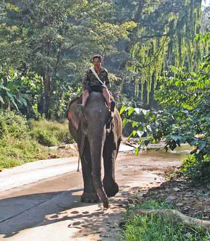 disabled travelers wheelchair yield to elephant in thailand