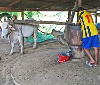 wheelchair disabled travelers nancy and nate watch seseme oil in thailand