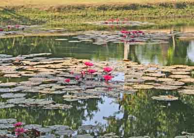 waterlillies attract disabled travelers in thailand