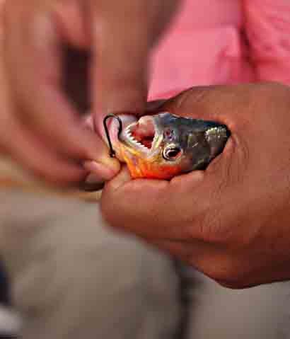 Piranha in Amazon River Brazil