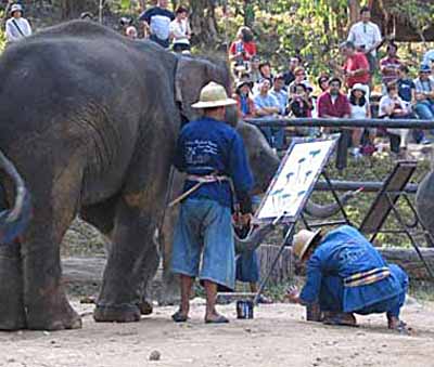 Elephants in Thailand